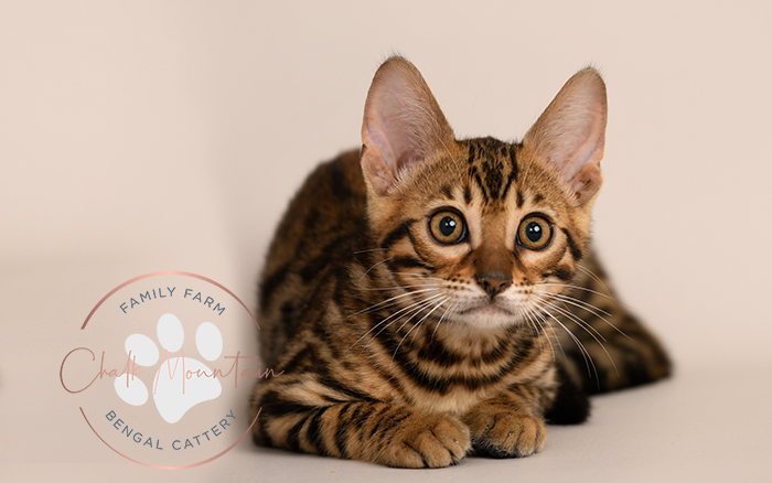 Bengal kitten for sale